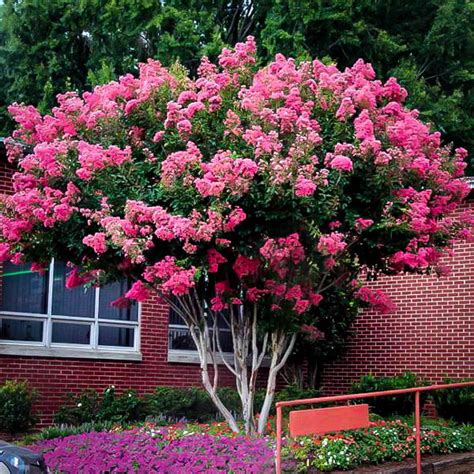 The Unique Bark of Pink Magical Crepe Myrtle
